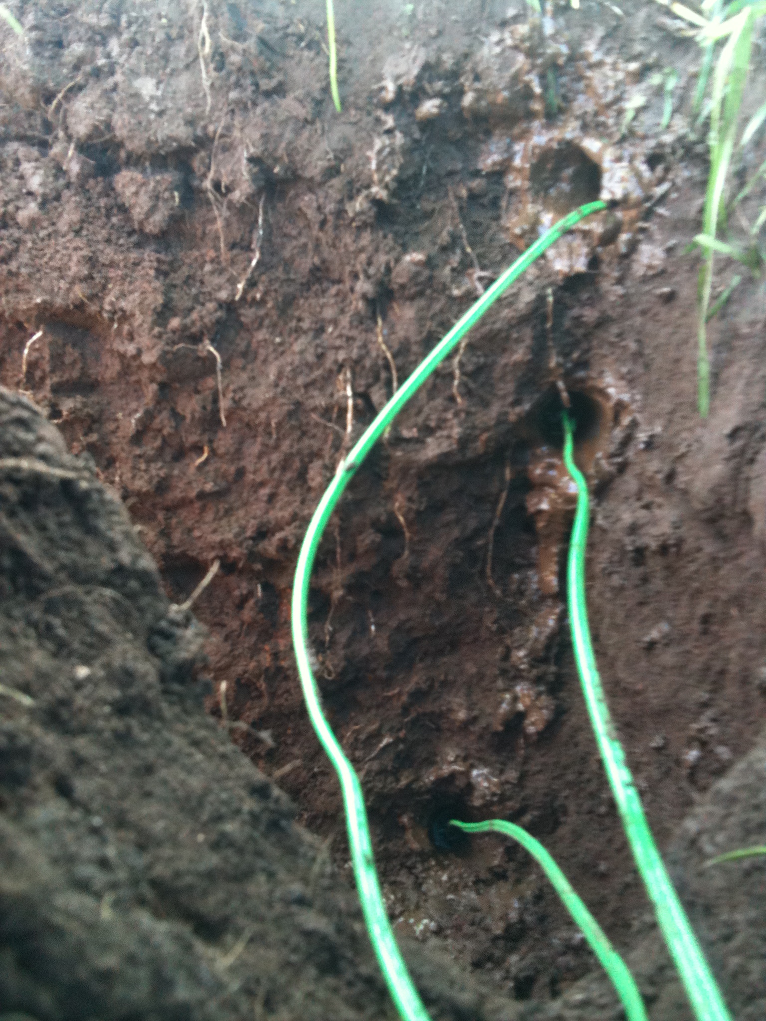 Watermark matric potential sensor installation